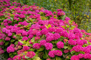 Obraz premium Selective focus of Hydrangea in the garden, Bushes of colorful purple pink ornamental flower, Hortensia flowers are produced from early spring to late autumn, Nature pattern texture, Flora background.