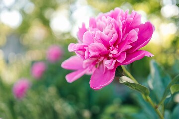 Fototapeta premium Pink peony flowers in the summer garden. Web banner