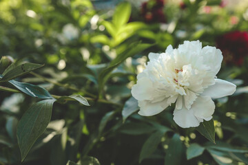 white peony flowers in the summer garden. Web banner