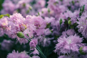 Pink carnation garden flowers close up