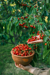 Hand picking fresh delicious cherries, close-up. A woman's hand plucks juicy cherry berries from a tree. The concept of healthy eating. The concept of a healthy lifestyle