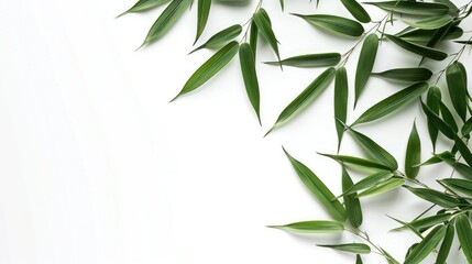 Naklejka premium Bamboo leaves on a white background with isolation