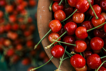 Hand picking fresh delicious cherries, close-up. A woman's hand plucks juicy cherry berries from a tree. The concept of healthy eating. The concept of a healthy lifestyle