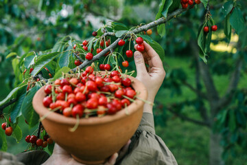 Hand picking fresh delicious cherries, close-up. A woman's hand plucks juicy cherry berries from a tree. The concept of healthy eating. The concept of a healthy lifestyle