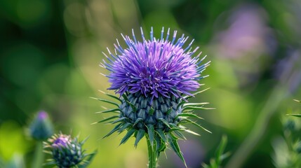 Close up of beautiful flower of a wild plant