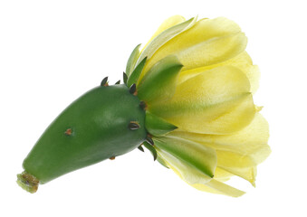Yellow flower Barbary fig prickly pear or Indian fig opuntia, (Opuntia ficus-indica)
