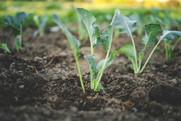 young green organic cabbage grow in the garden at the vegetable farm