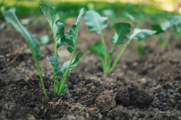 young green organic cabbage grow in the garden at the vegetable farm