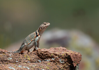 Eastern Collared Lizard on a Rock