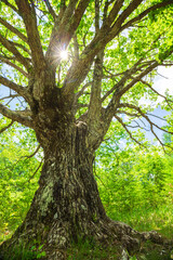 Fototapeta premium old oak tree and sunlight in natural forest