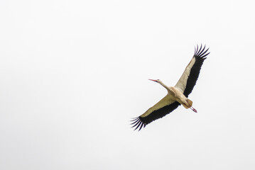 Storch im Flug