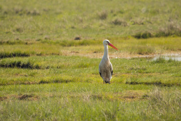 Fototapeta premium Storch auf Wiese