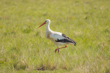 Storch auf Wiese