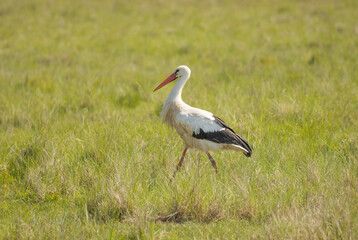 Storch auf Wiese