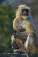 Ranthambore national park is a tiger reserve in Rajasthan