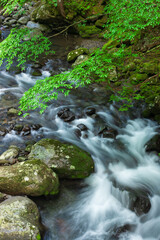 stream in the forest