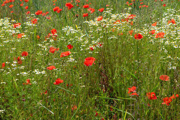 Flowers Red poppies blossom on wild field, wildflower corn poppy, Lonely poppy. Soft focus, Red poppies in soft light, Canola field 
