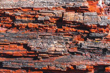 Close up view of a petrified tree bark