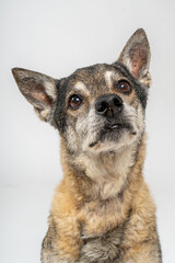 Perro lobo sobre fondo blanco de estudio