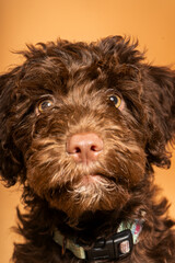 Retrato de perro de agua marr&oacute;n