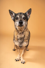 Perro lobo mirando a la cámara sobre fondo marrón