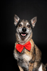 Perro con pajarita roja sobre fondo negro