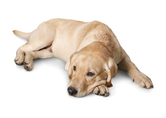 golden retriever puppy