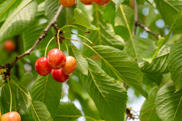 cherries on a tree