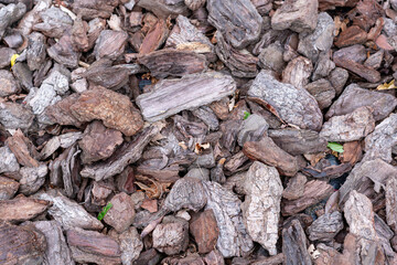 Background from tree bark, Wood bark texture. Pieces of tree bark have a background, forest path pattern 