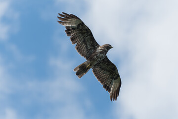 Mäusebussard