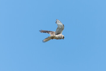 Turmfalke