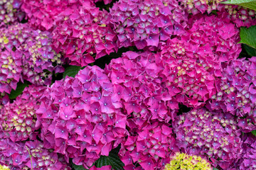 Obraz premium pink hydrangea flowers