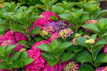 Blossoming hortensia flowers,beautiful Hydrangea flowers,floral background of colorful Hydrangea flowers,Hydrangea macrophylla blooms