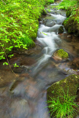 stream in the forest