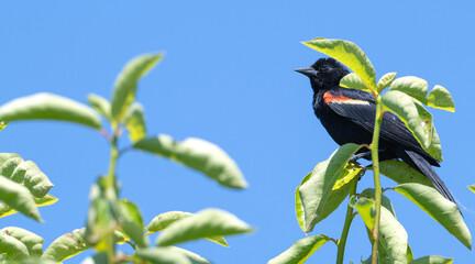 Red-winged blackbird perched in a tree.