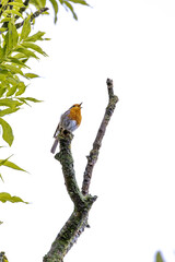 Robin sits on a branch on top of a tree with a white sky background
