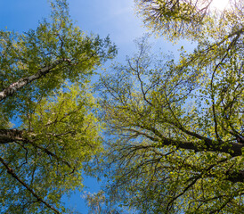 Trees from below in the spring against blue sky with sun rays