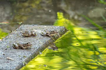 水辺で生活するトノサマガエル