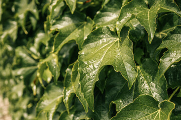 Fototapeta premium Leaves of wild grapes. Wall of leaves of wild grapes. Close up texture of green wild grape leaves