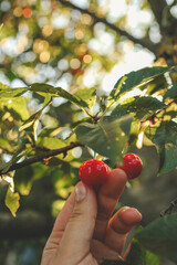 Hand picking fresh delicious cherries, close-up. A woman's hand plucks juicy cherry berries from a tree. The concept of healthy eating. The concept of a healthy lifestyle