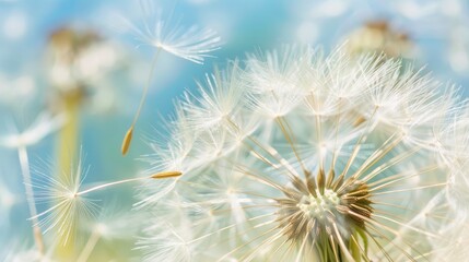 Obraz premium Characteristics of Dandelion Seed