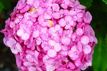 雨に濡れるアジサイ