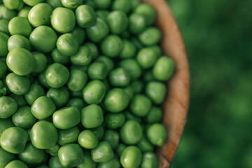 Green Peas. Green background. Green pea top view copy space. Fresh organic green peas. Vegetable harvesting. Beautiful close up of fresh peas and pea pods. Healthy vegetarian food