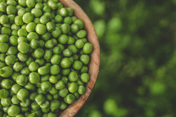 Green Peas. Green background. Green pea top view copy space. Fresh organic green peas. Vegetable harvesting. Beautiful close up of fresh peas and pea pods. Healthy vegetarian food