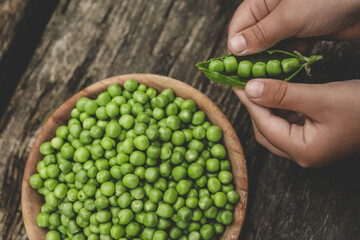 Green Peas. Green background. Green pea top view copy space. Fresh organic green peas. Vegetable harvesting. Beautiful close up of fresh peas and pea pods. Healthy vegetarian food