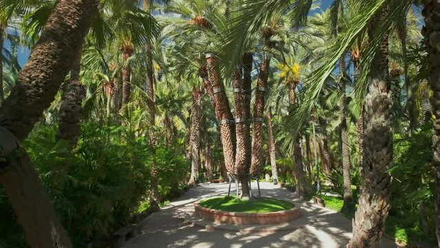 The Imperial Palm Tree in Huerto Del Cura botanical garden, Elche, Spain