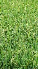 Paddies fields in the farmland, Garut, West Java, Indonesia