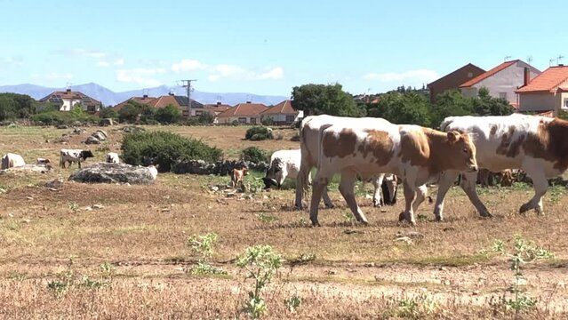 Vacas pastando dentro de un cercado