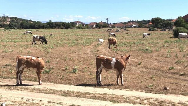 Vacas pastando dentro de un cercado