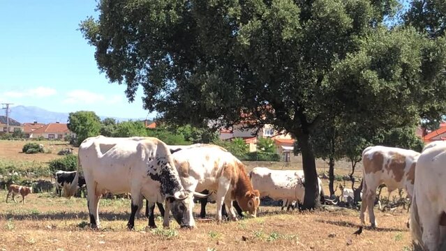 Vacas pastando dentro de un cercado